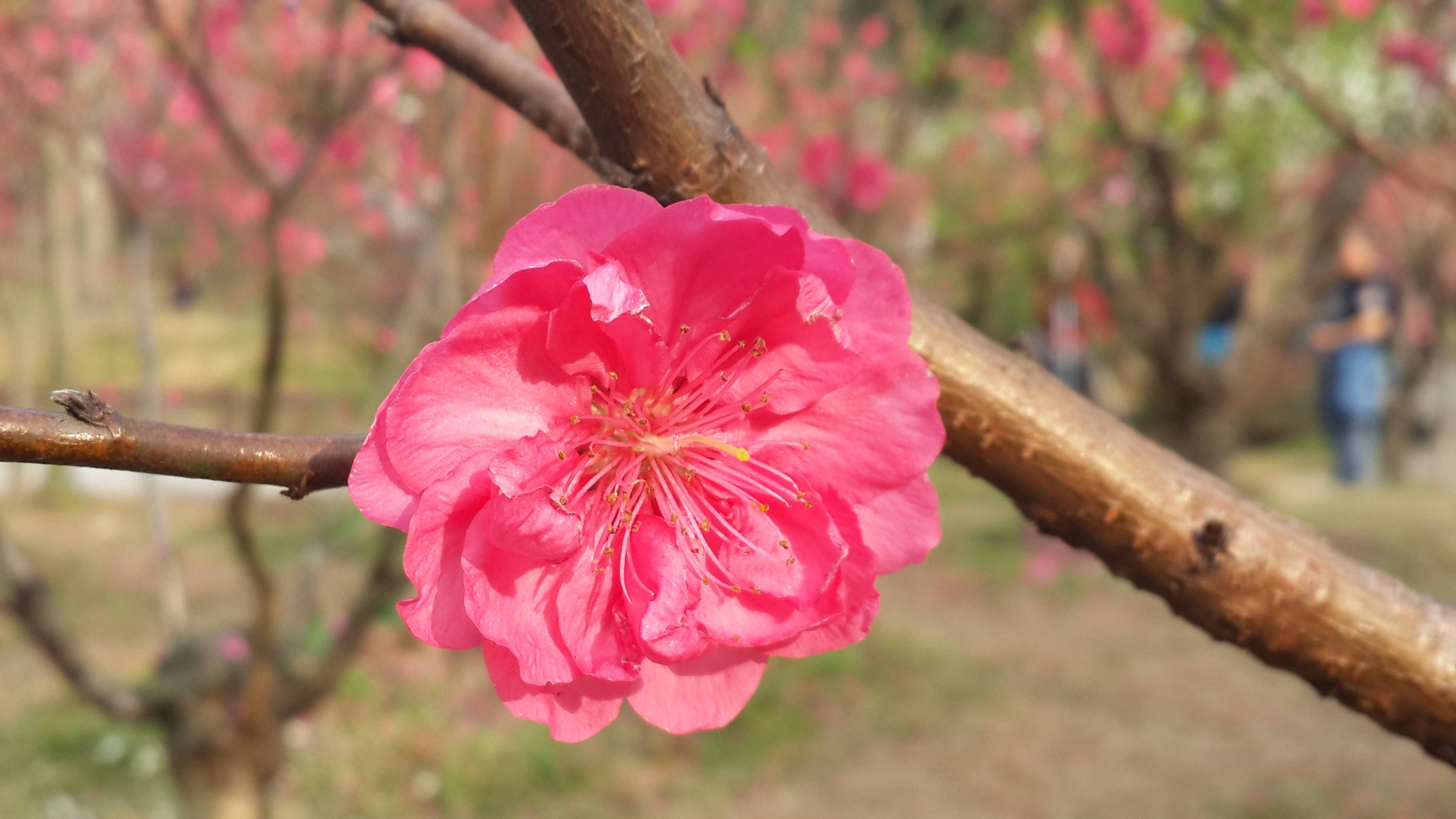 历史|广州桃花涧风景区