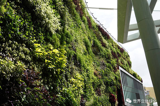 干货分享垂直绿化如何持续保持景观状态