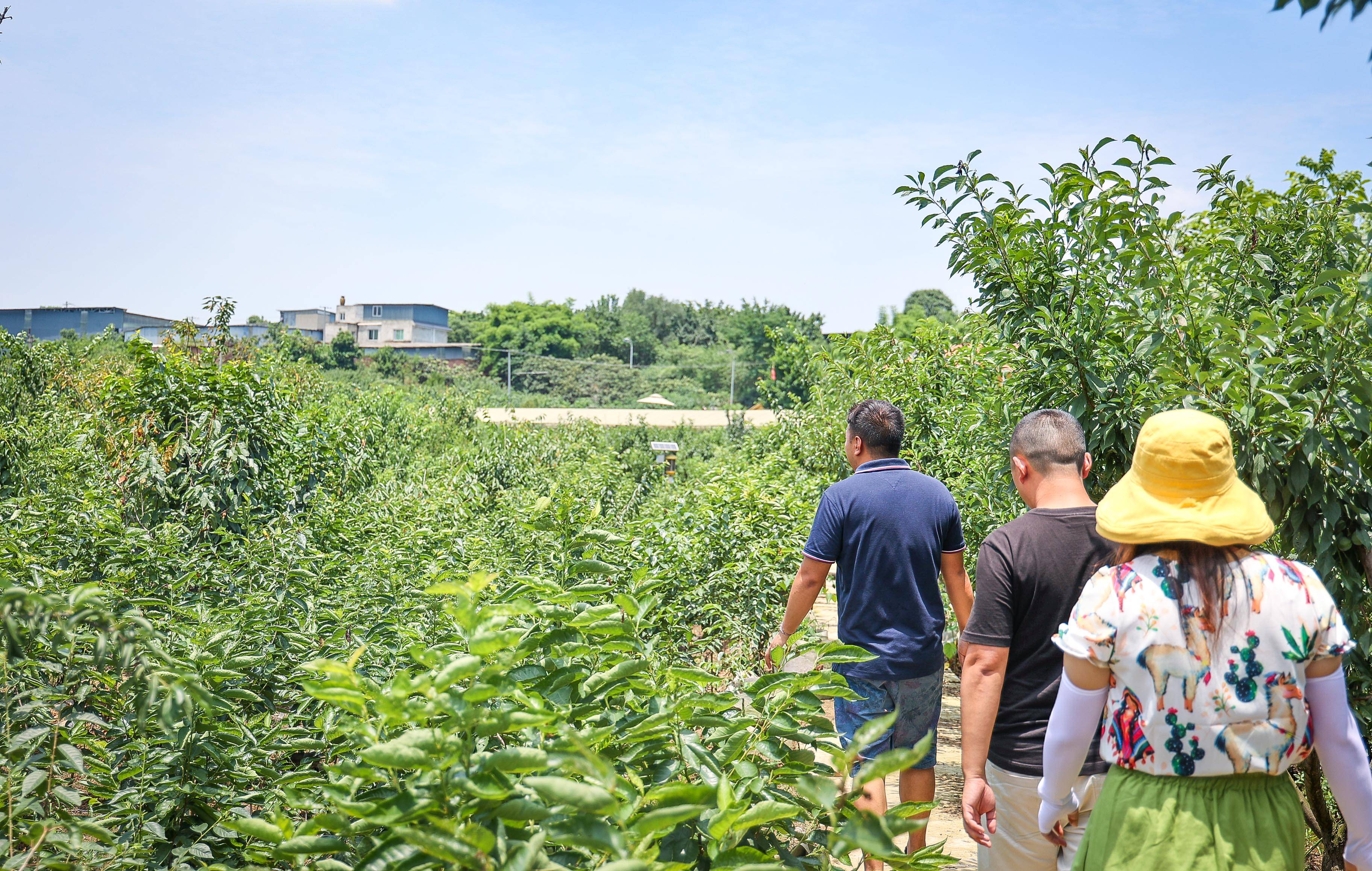 重庆客户到基地考察李子品尝了李子过后十分满意