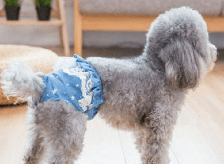 狗狗来月经的症状 生理