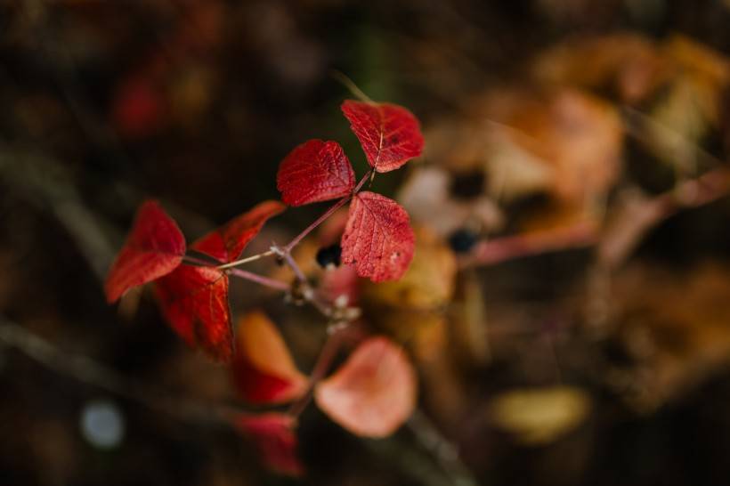 老子|性子急的人千万别养柯基，别问我为什么……