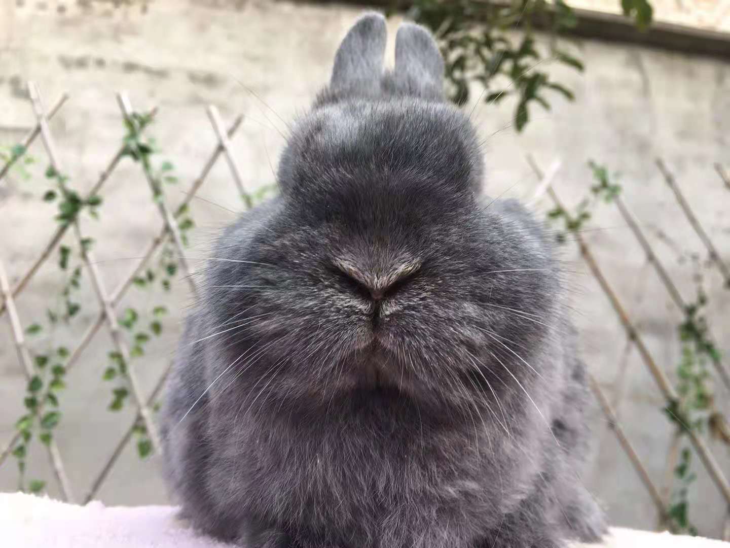 碎斑垂耳兔纯黑色侏儒色