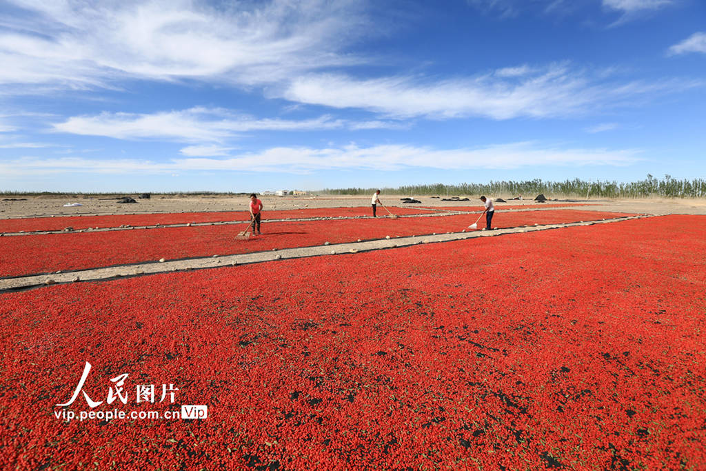 甘肃嘉峪关：火红的枸杞“种”出红火的日子-搜狐大视野-搜狐新闻