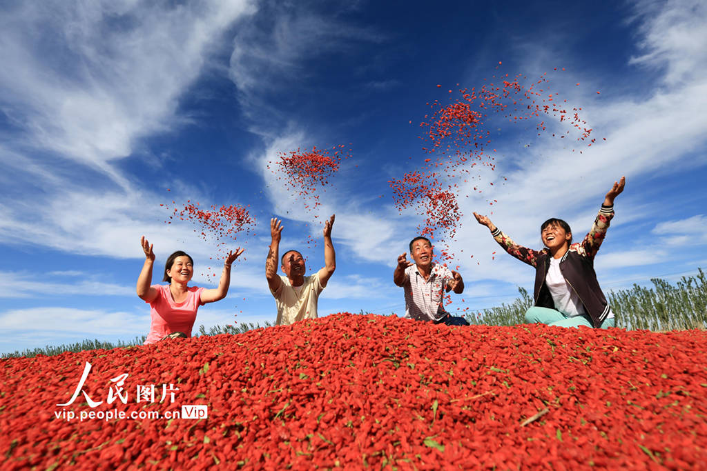 甘肃嘉峪关：火红的枸杞“种”出红火的日子-搜狐大视野-搜狐新闻