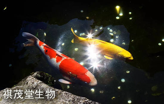 ee7b04663ae14510a93eac2a006043c9.jpeg