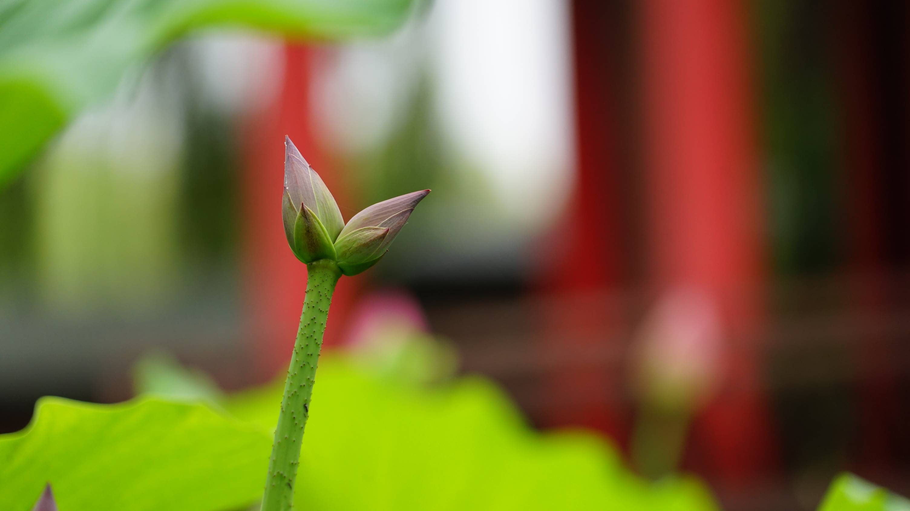 荷花花茎图片