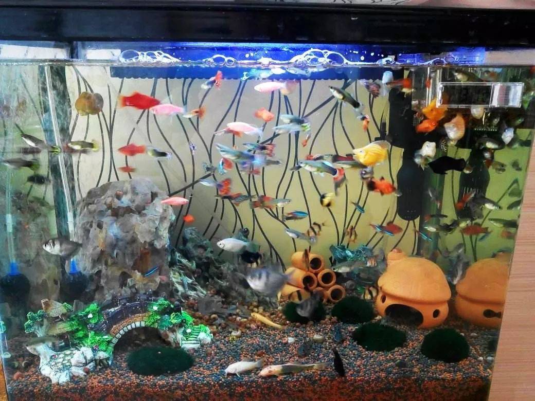 怎么解决鱼缸水浑 1893f758dd5d483fa6d6bb285fe77932.jpeg