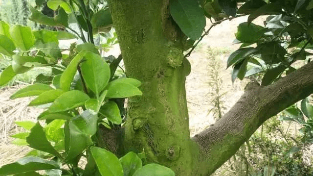 美尔森揭秘柑橘得了青苔病怎么办
