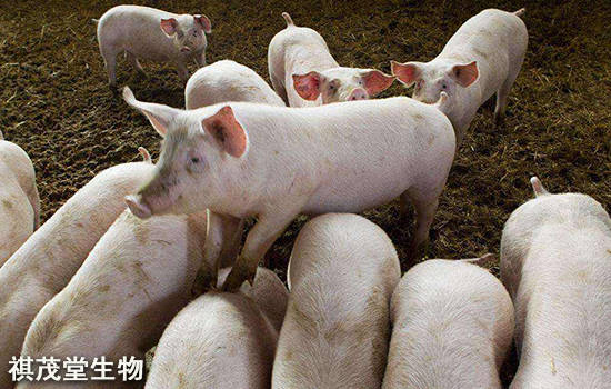 生猪价格下跌养猪人该怎么办 7efa4df94c954c3fb854e6002545fb92.jpeg