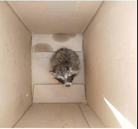 科右前旗警民合力救助貉子幼崽