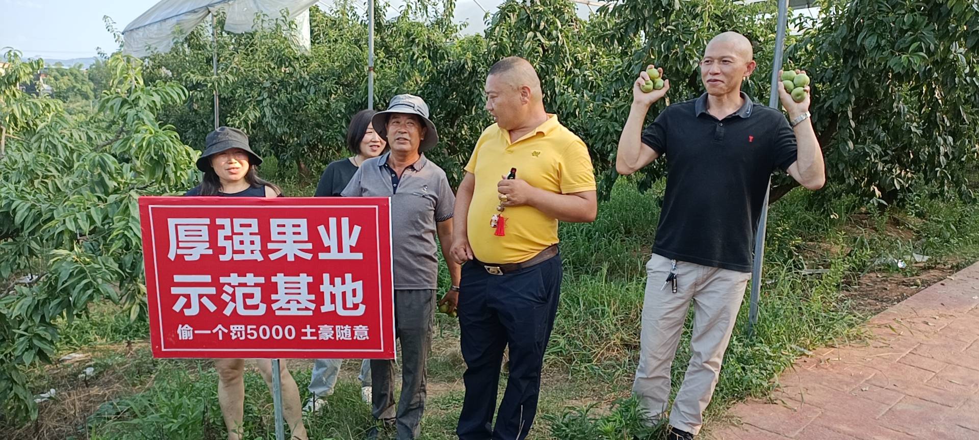 客户到厚强果苗基地考察“清泉蜜脆李子苗”-搜狐大视野-搜狐新闻