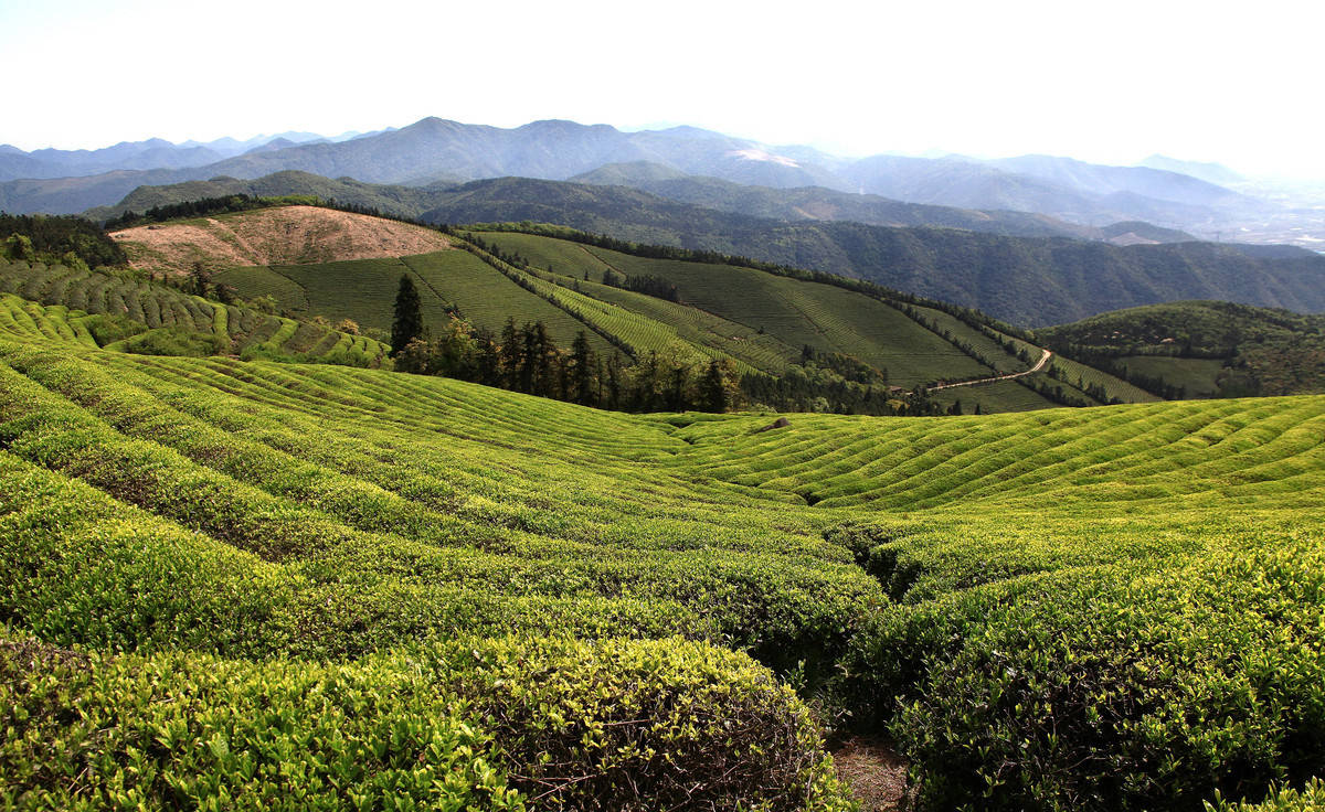 变化|宁波东钱湖福泉山