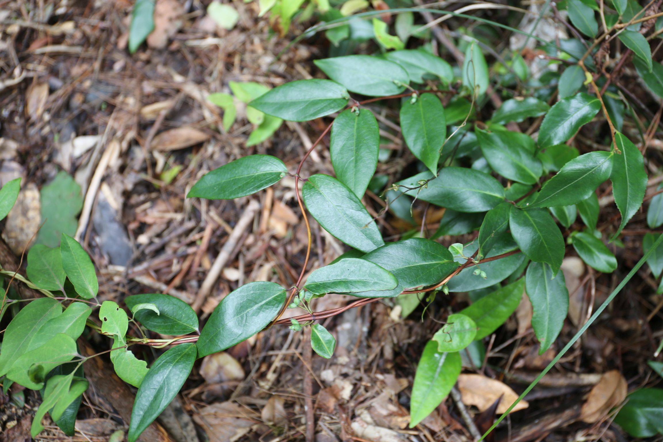 庆元植物1415