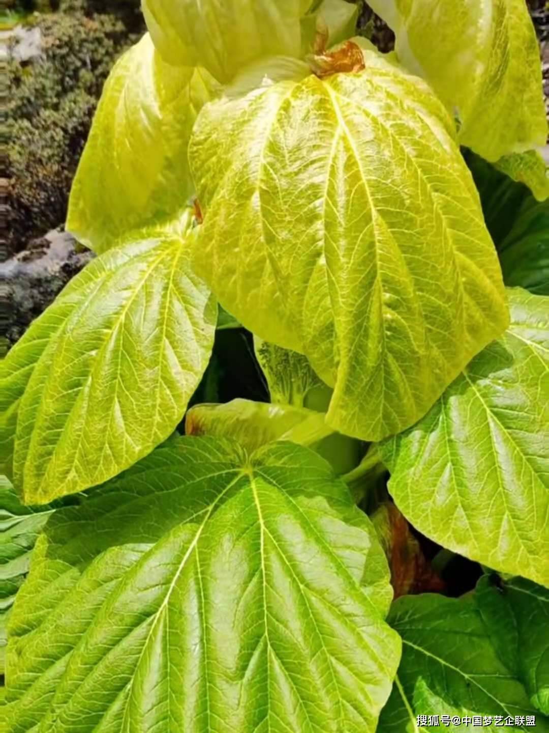 原创塔黄幽径迷人吟不尽云岩耸处指苍穹庄顺荣诗词作品