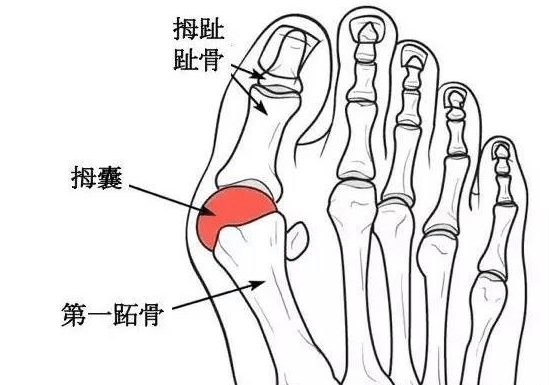 清明草只有四川才有吗 打火草 见过吗 清凉解毒 止咳定喘 可治感冒咳嗽 气管炎 酷生活网