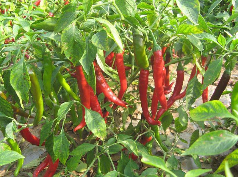 红丰九号辣椒种子