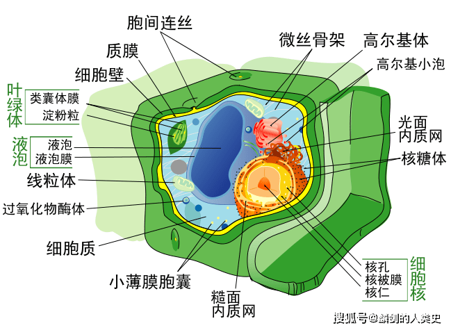 原創地球生物全系列從單細胞到人類真核生物域