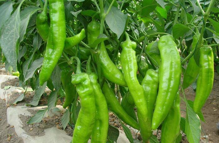 吃什么解辣椒的辣 e3acb3a5f7ce42fc954bc9d9996251a5.jpeg