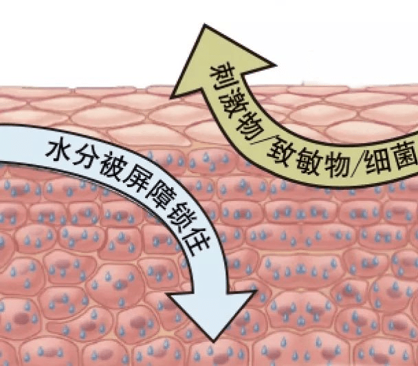 能力|聂亮亮-不要再摧毁你的皮肤屏障，过来看看皮肤屏障怎么修复