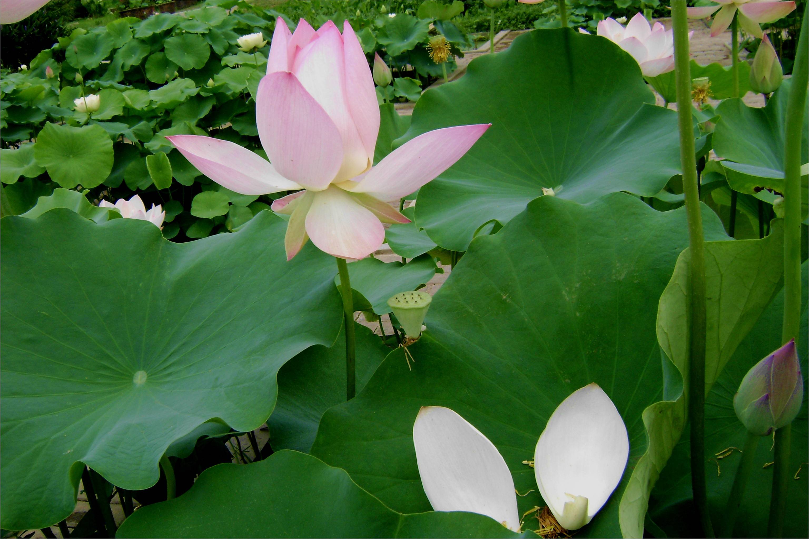夏季的应季美食莲子蓬_莲蓬