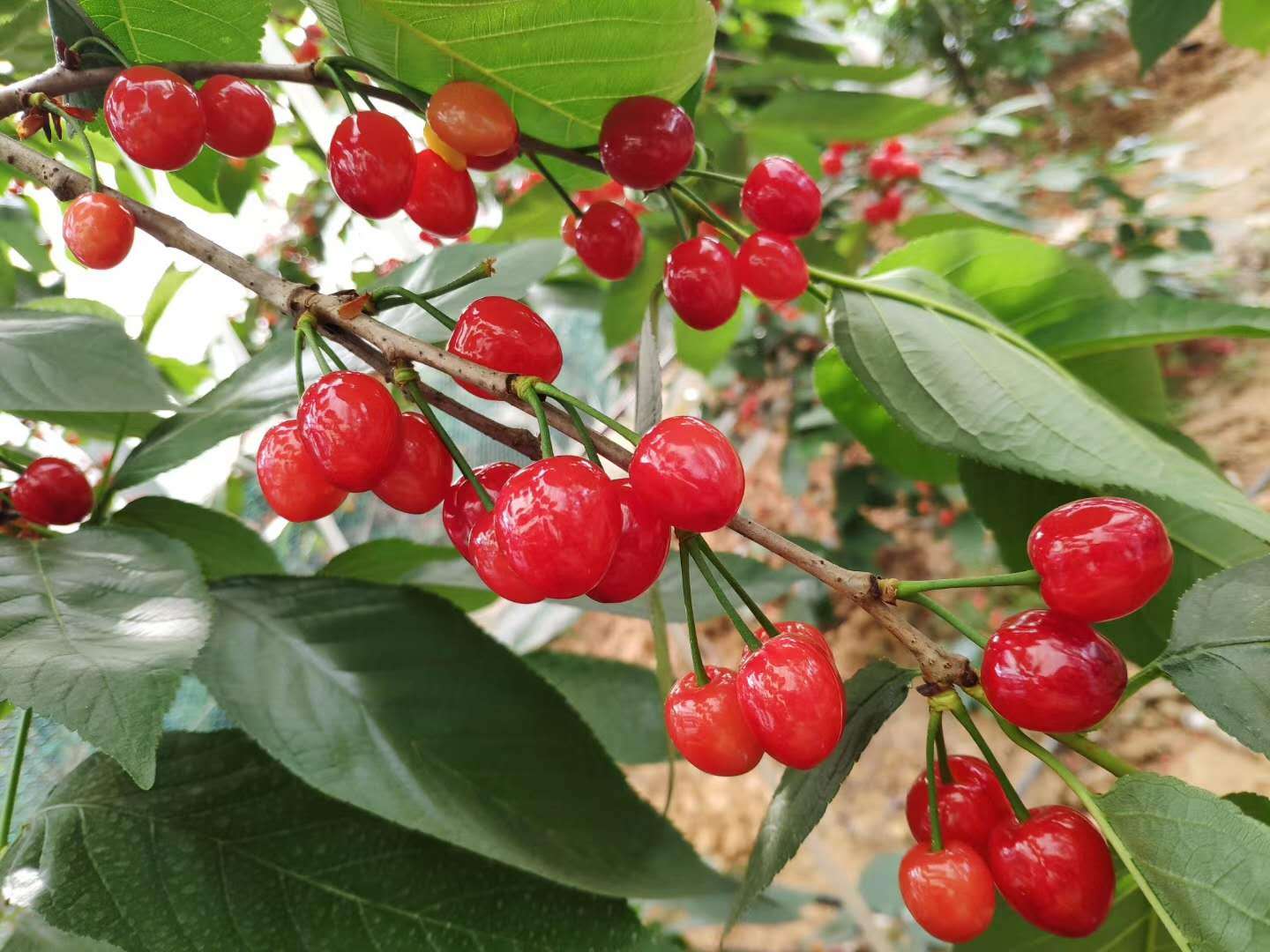 隔热保湿大樱桃比较耐寒性,北方的地栽可用塑料薄膜搭棚防寒.