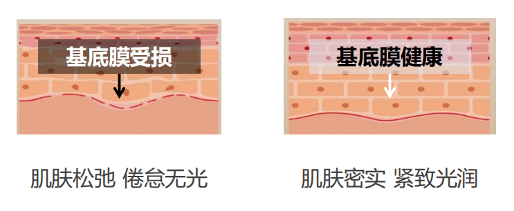 英树|白梅净澈耀世而来 英树白梅花肌底净澈赋颜蜜强势来袭