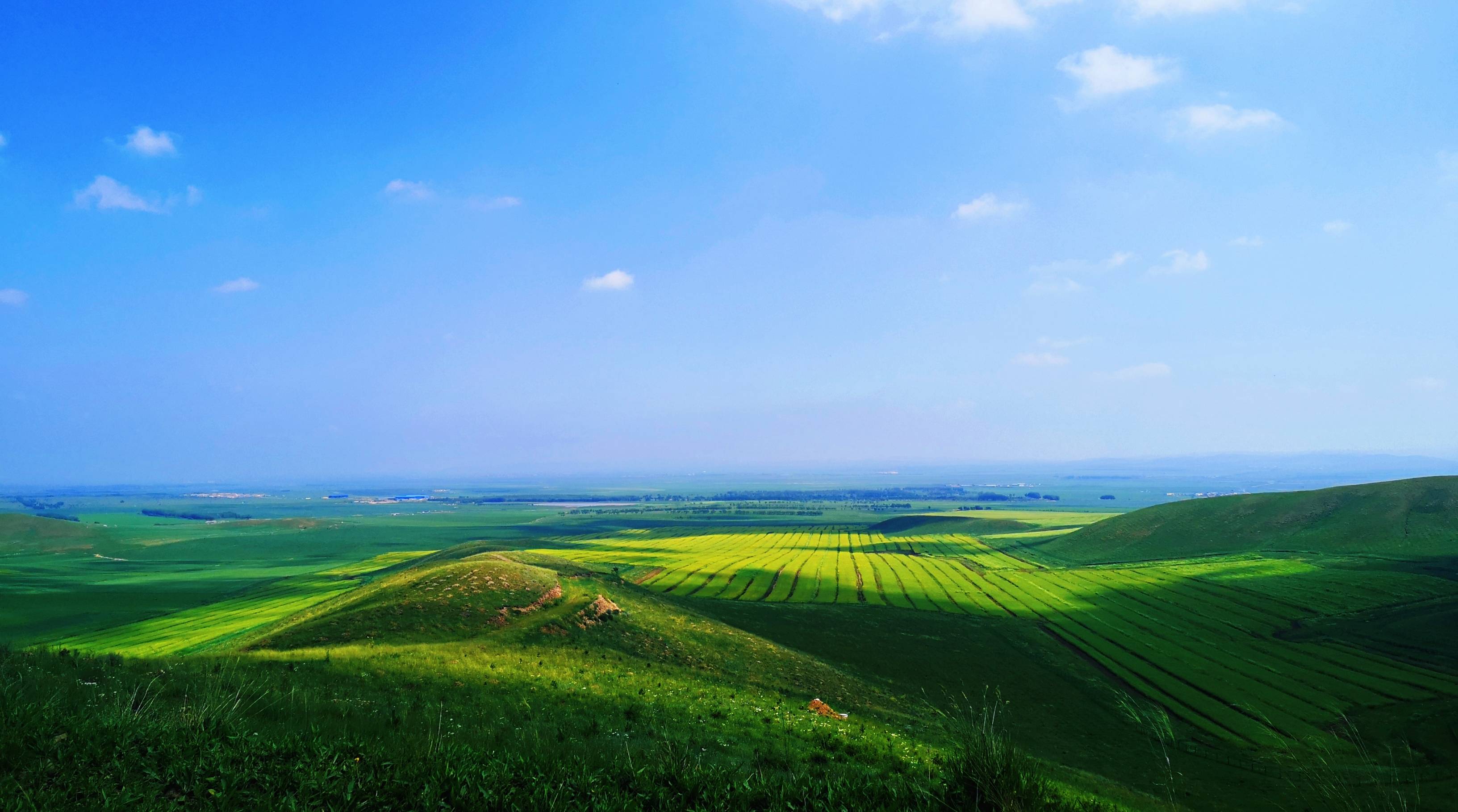 美翻了!张家口市塞北管理区 万亩油菜花怒放 十里流金美如画