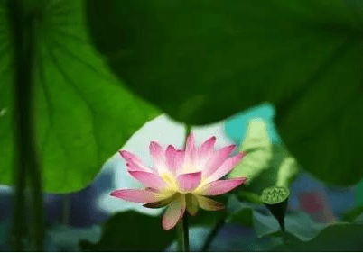 摄影|拍荷花的拍摄技法