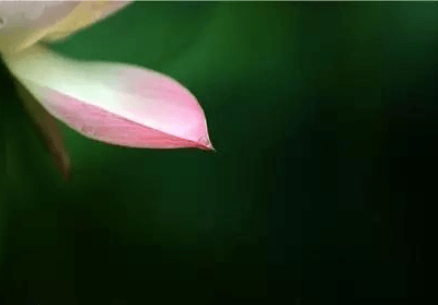 摄影|拍荷花的拍摄技法