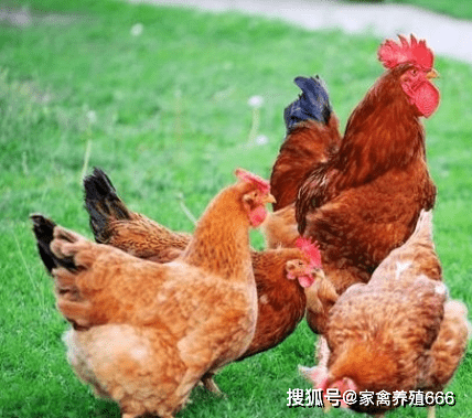 蛋鸡怎么快速炖 c1a44f20f8b44aeb96bc581f9fb0f2b8.png