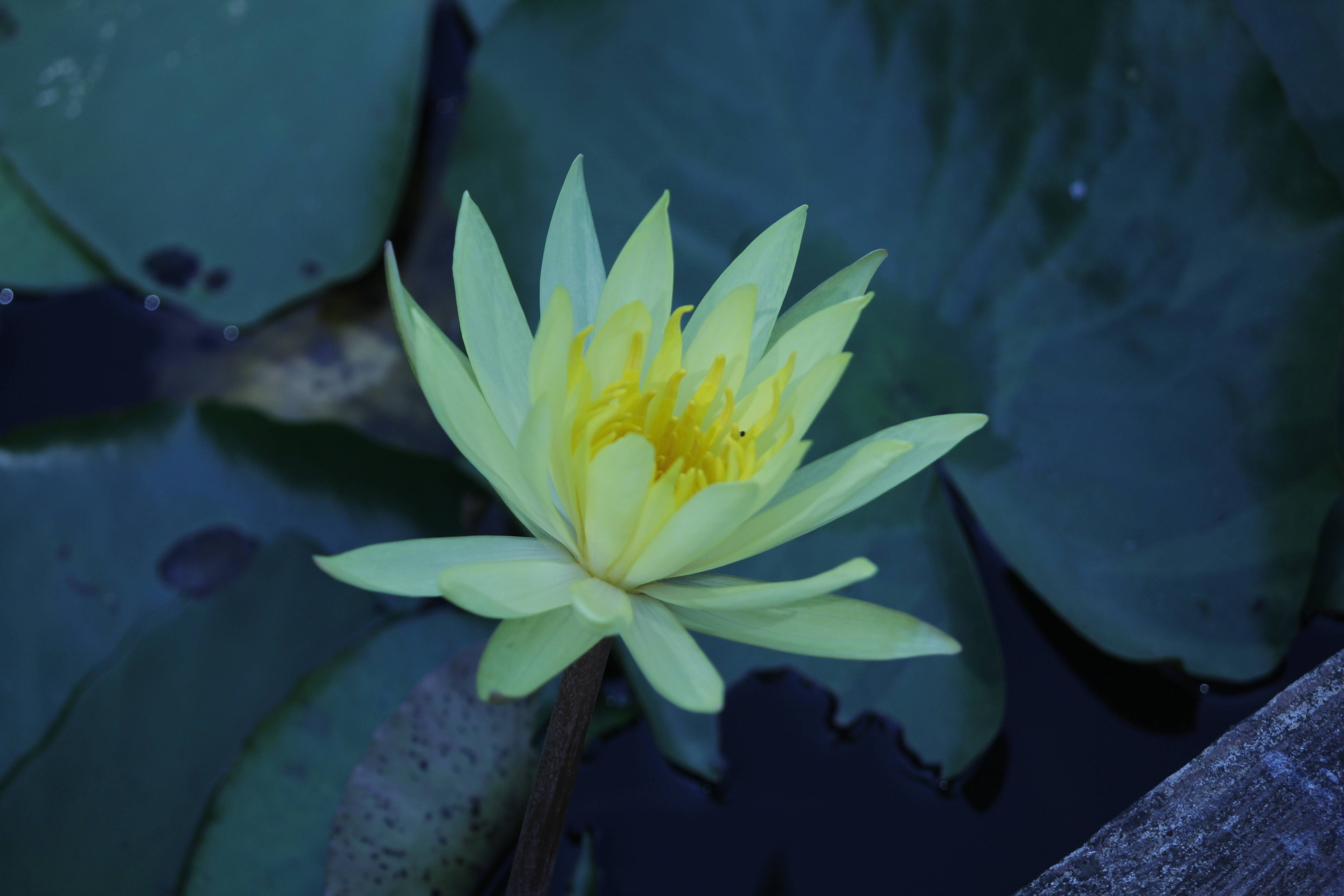 摄影|拍荷花的拍摄技法