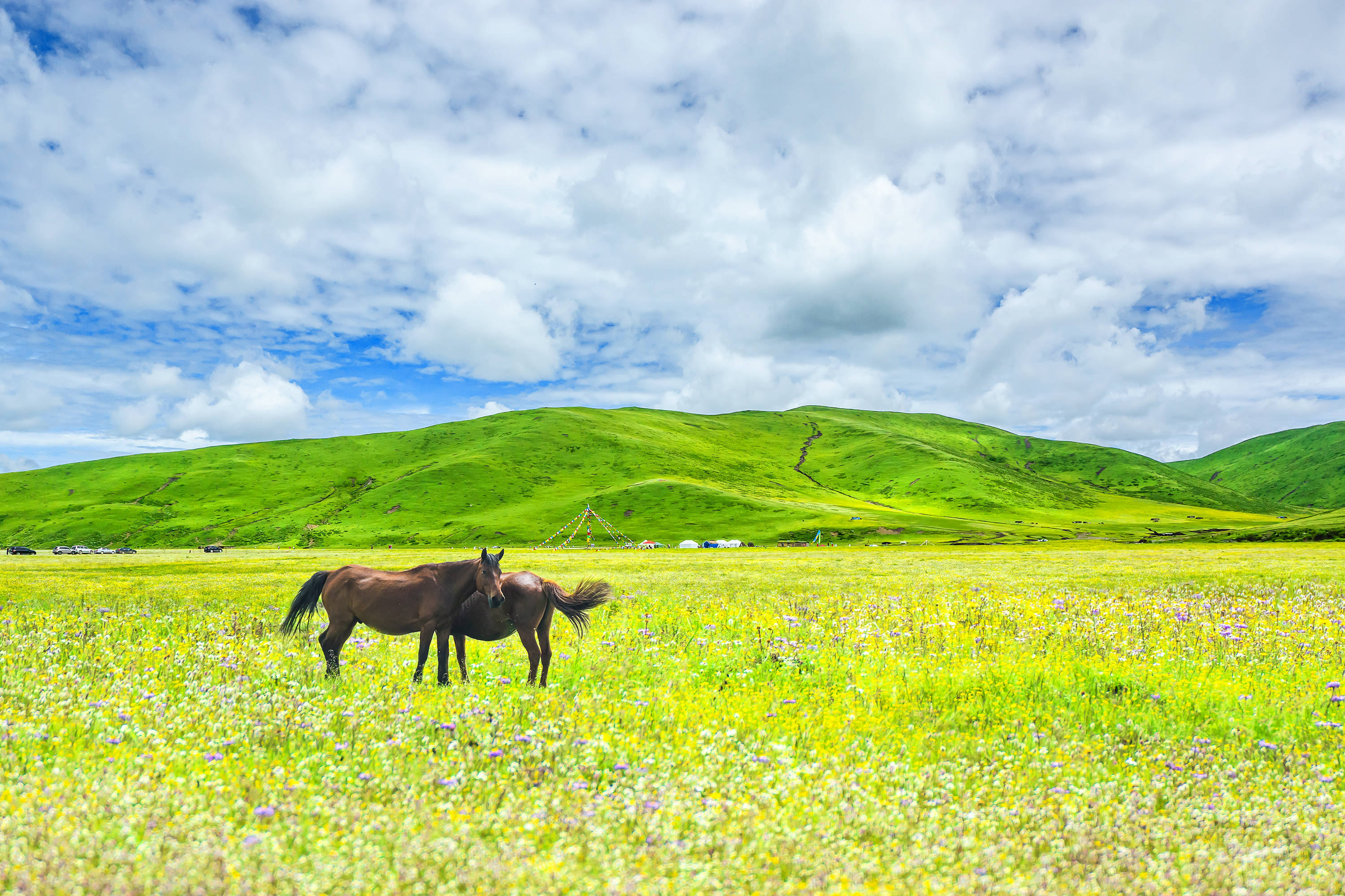 摄影师沉默的印象夏日的若尔盖草原