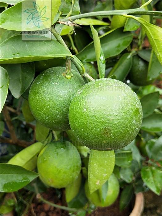 酸橙 (图片源自中国植物图像库)酸橙除了富含维c,维p外,还富含胡萝卜