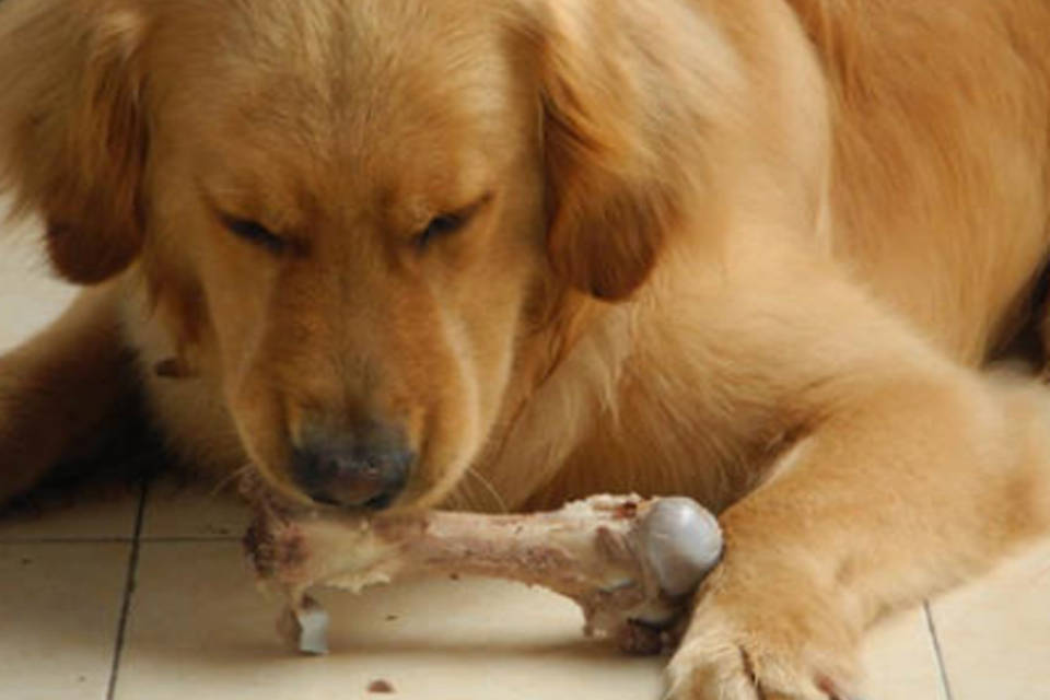 怎么才能让狗吃东西 77e5ee095c2242378cb0727fcc115a9e.jpeg