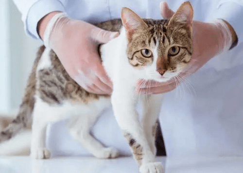 怎么看小猫是公猫母猫 13092abb787a47a3a9d246ce8e02aed8.png