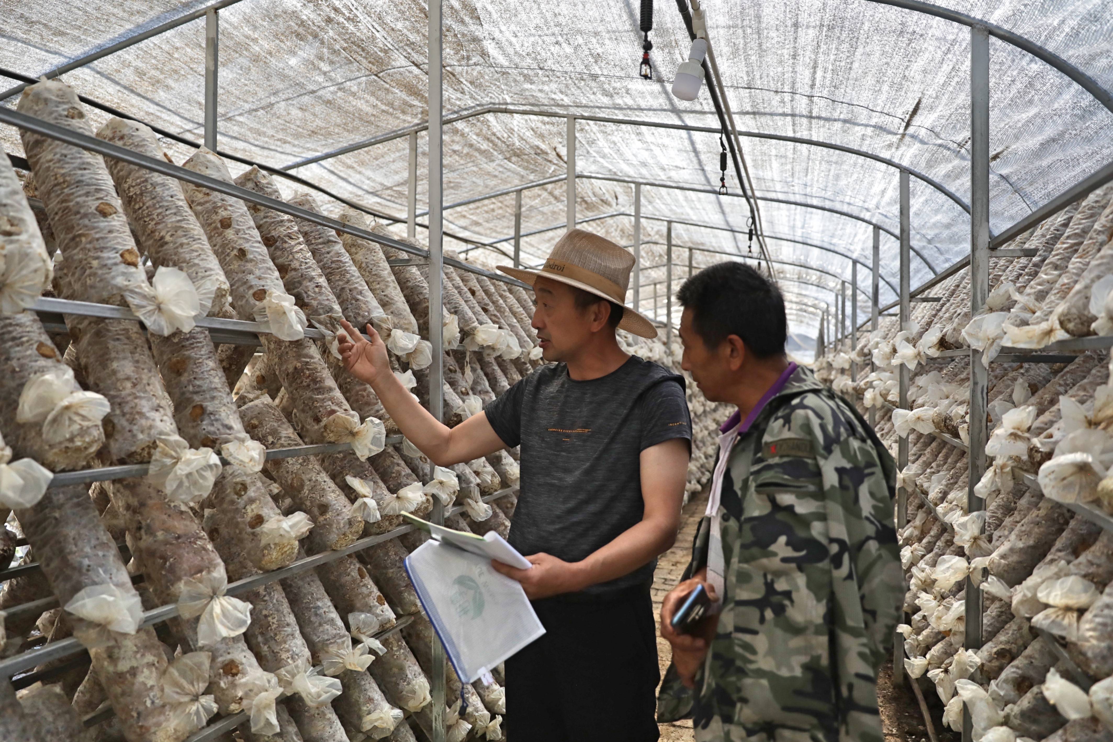 791个粤旺食用菌大棚即将成为昭阳群众增收致富新基地