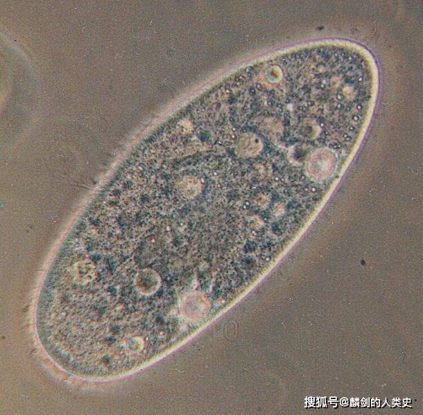 原创地球生物全系列从单细胞到人类原生生物界纤毛虫门下