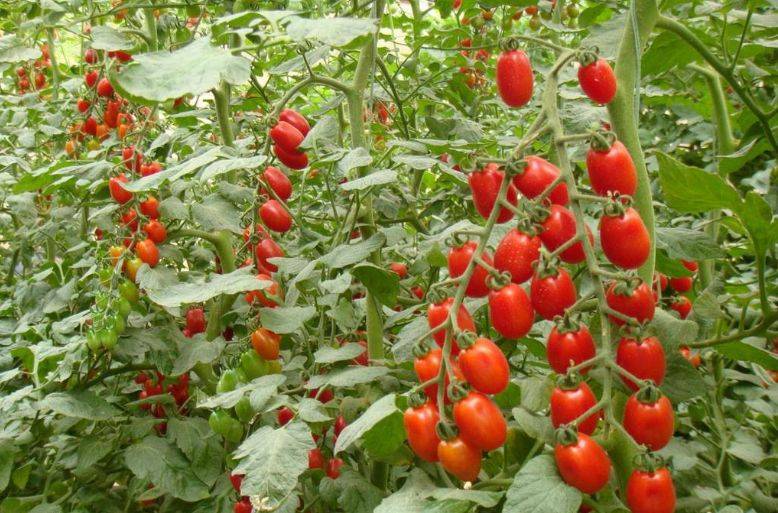 大棚种植圣女果如何提高产量圣女果用什么肥料好