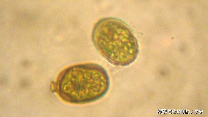 地球生物全系列 从单细胞到人类 原生生物界 隐藻门 鞭毛