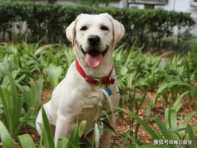 獎勵|對拉布拉多來說最重要的6樣東西，主人給夠了嗎？