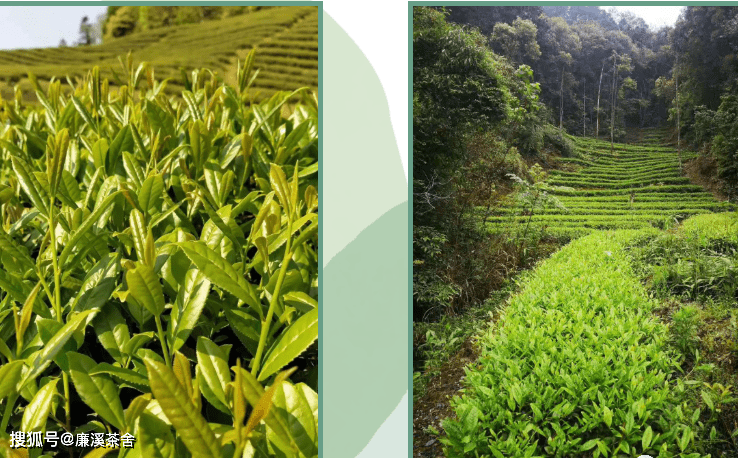 小众茶喝出大家风范武夷岩茶黄玫瑰