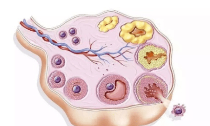 每个月都会有卵泡发育成熟排出卵子,卵子的质量决定了女性的生育能力