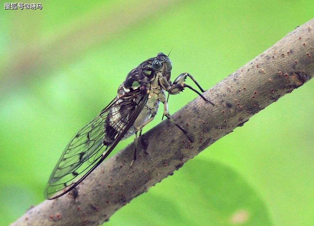 慷慨悲歌即便是秋蝉也不遗余力地有燕赵之声蝉鸣抵御热浪用声波夏蝉响
