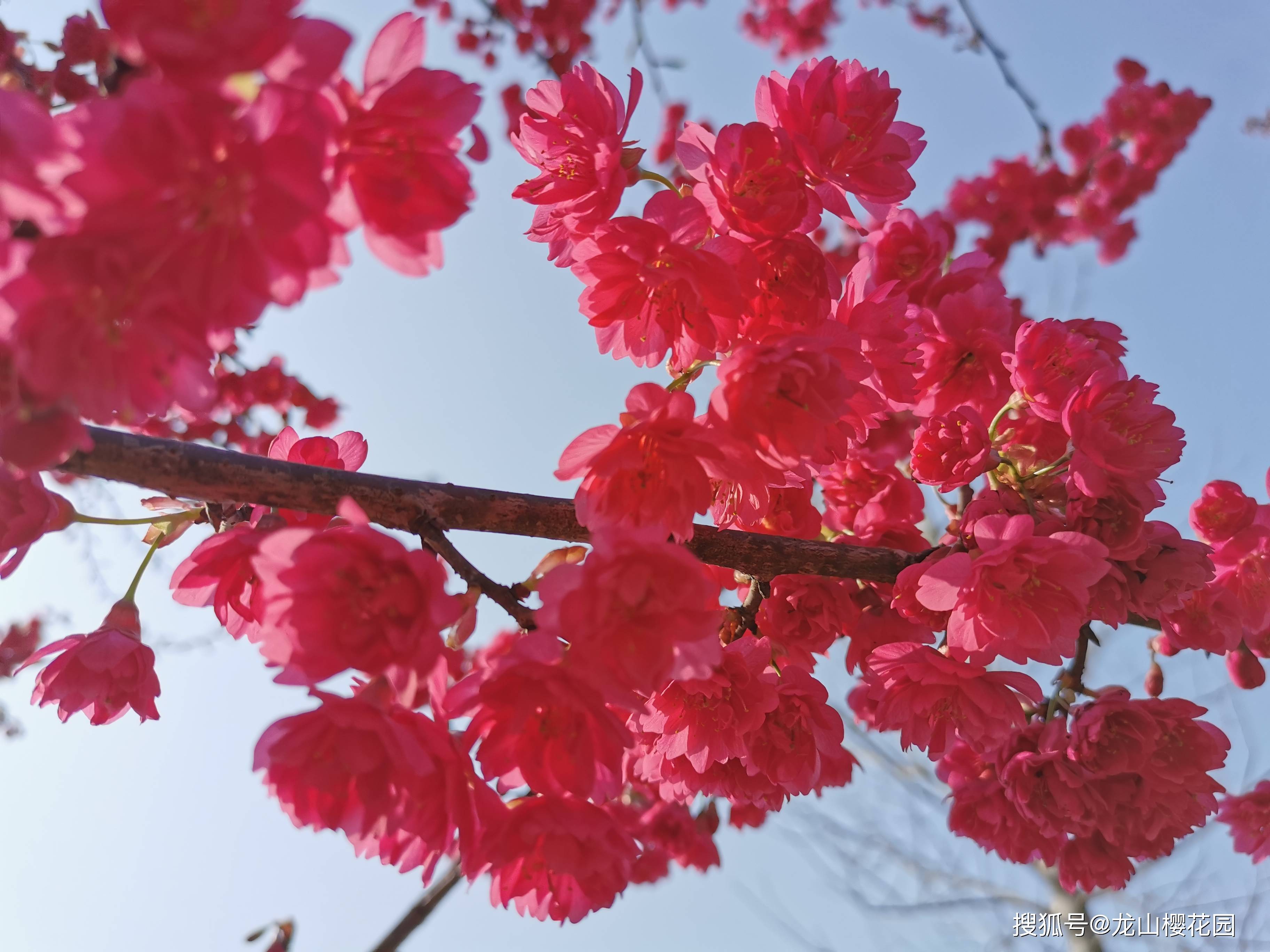 牡丹樱 台湾牡丹樱 八重寒绯樱 重瓣寒绯樱 龙山樱花园基地实拍
