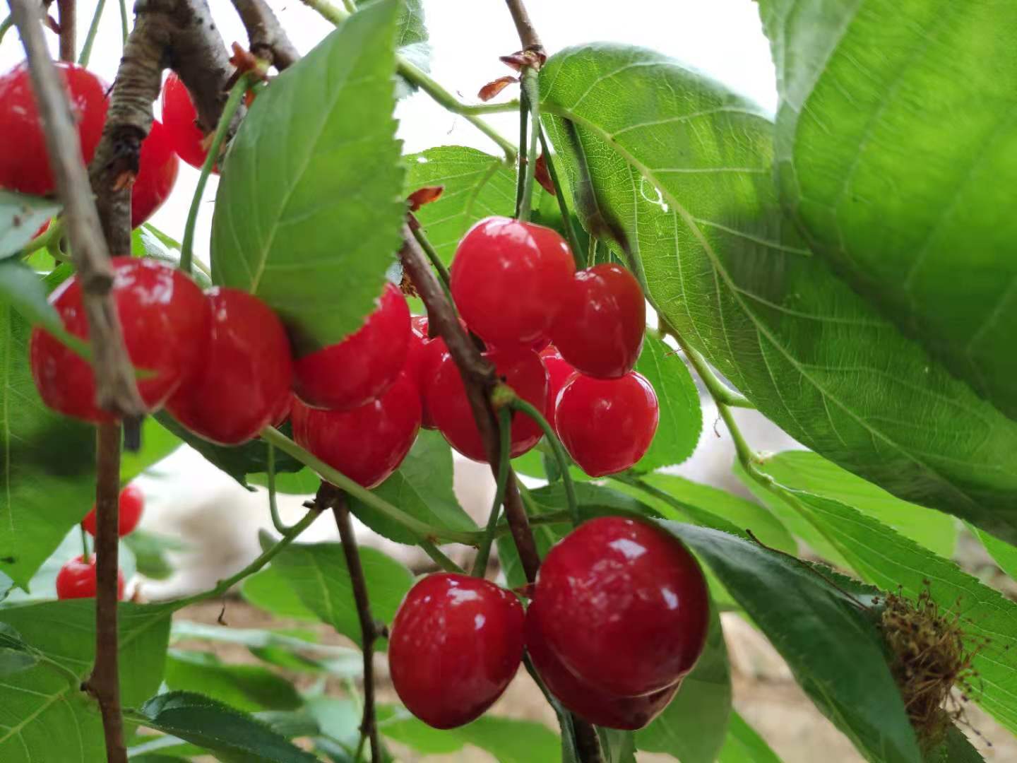 樱桃果树苗种植方法及对土壤要求