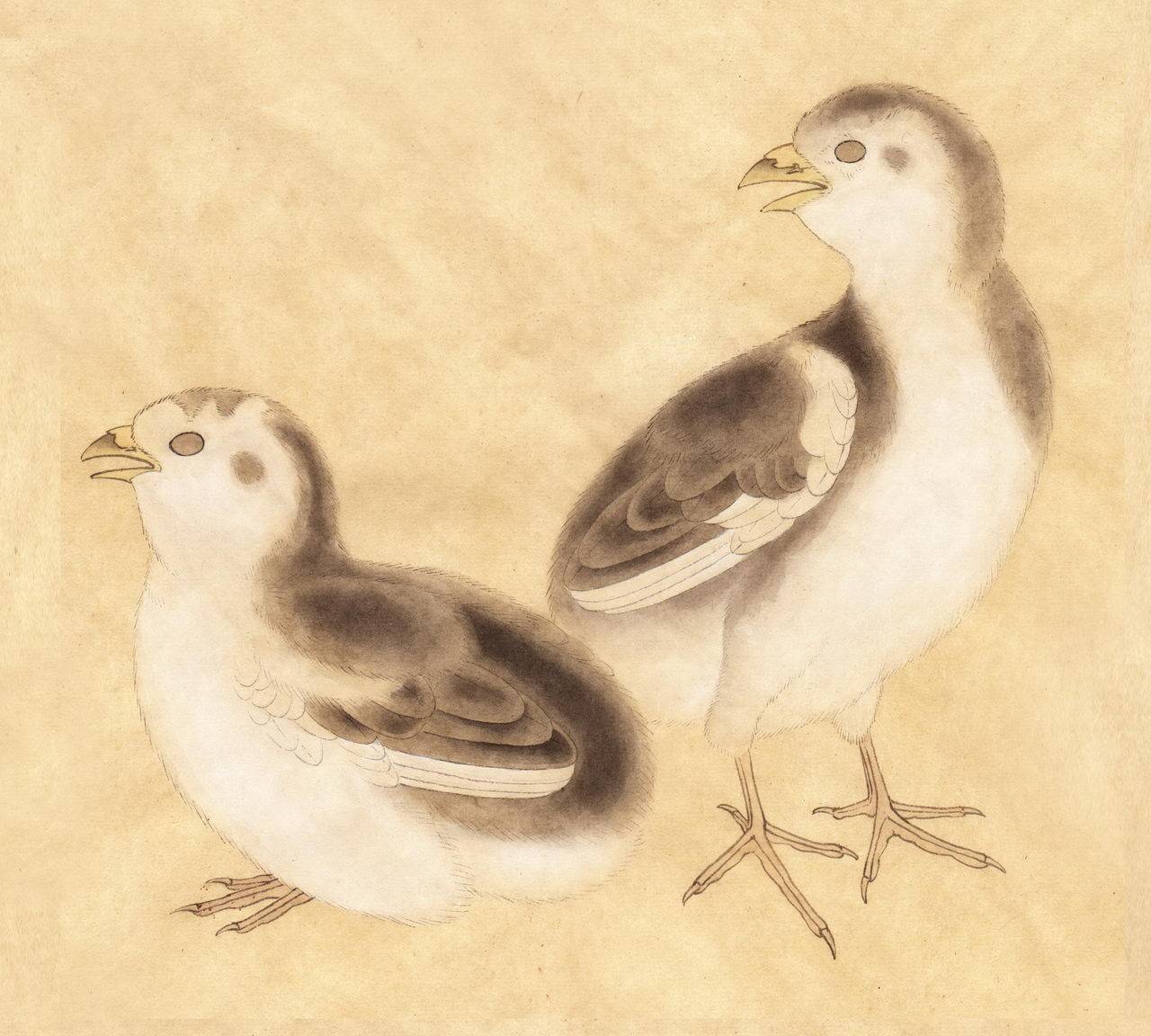 鸡雏待饲图临摹步骤