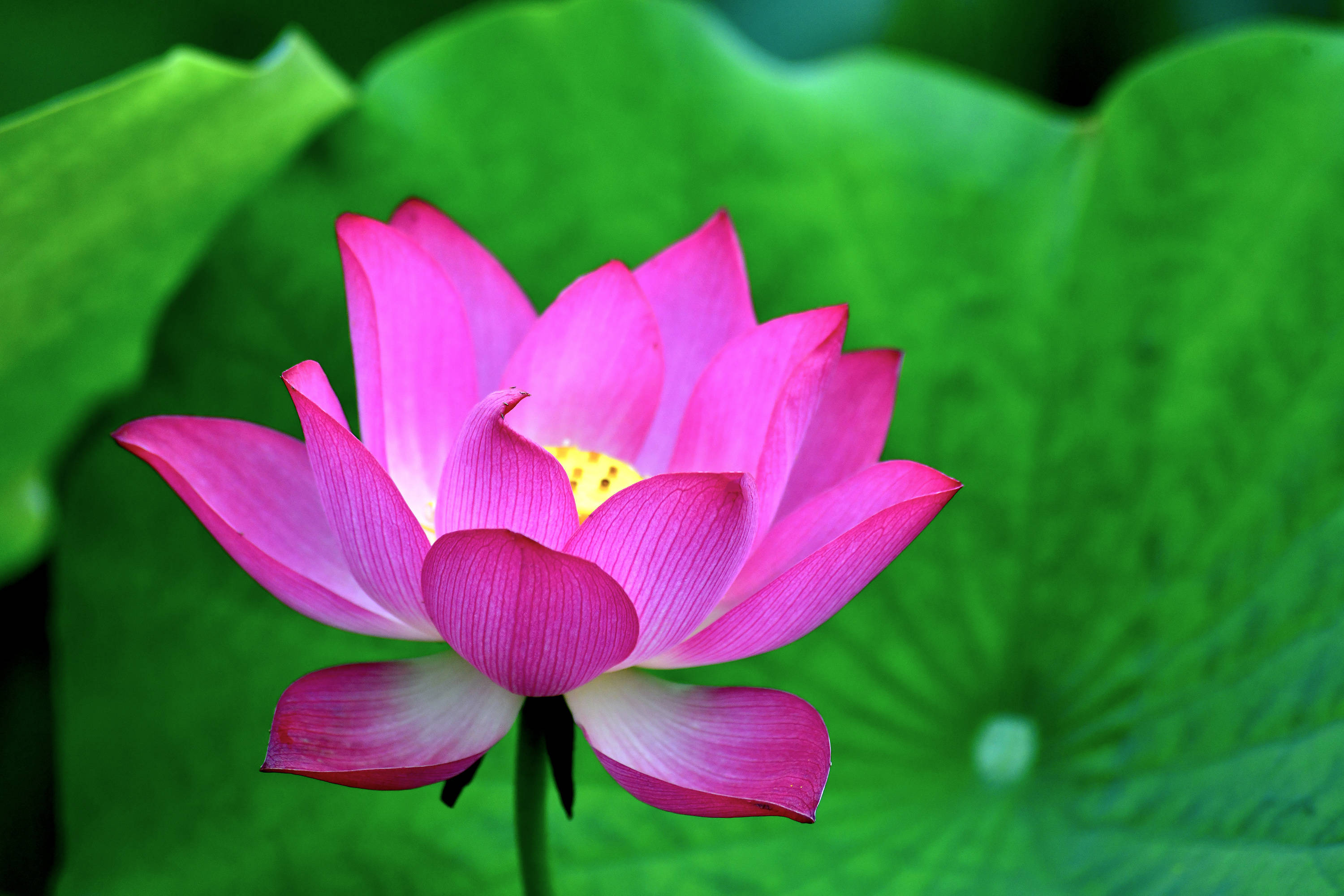 荷花品种—— 红娃莲做有道德素养,懂文明高尚的观赏者.
