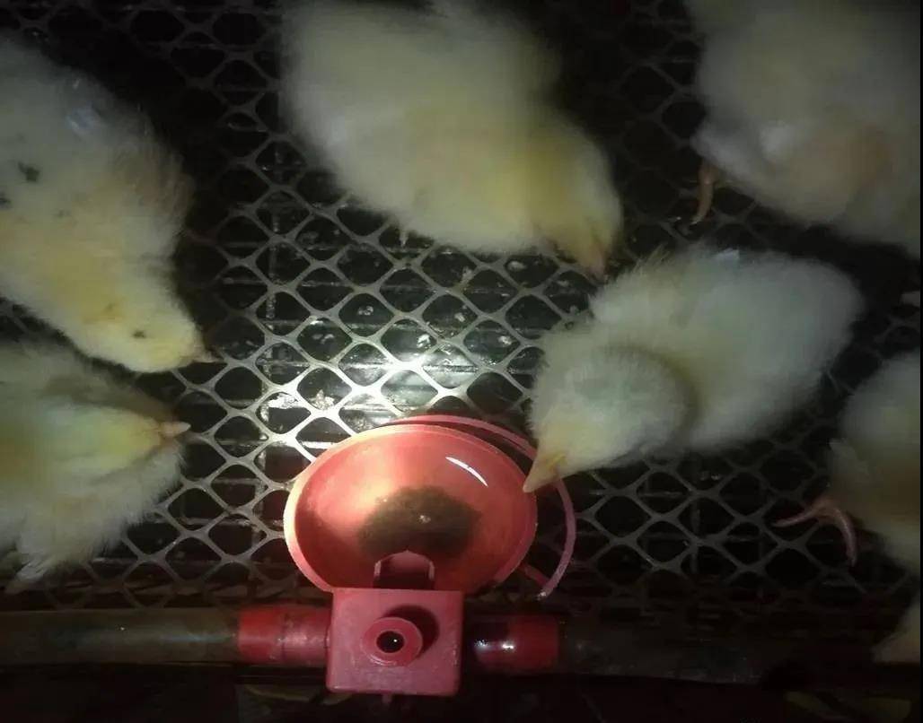 养殖业|霉菌毒素为什么是隐性杀手？看看它的这五大特点就知道