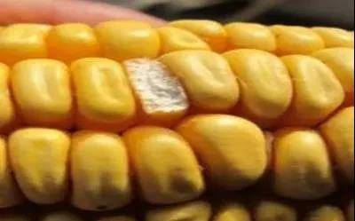 养殖业|霉菌毒素为什么是隐性杀手？看看它的这五大特点就知道