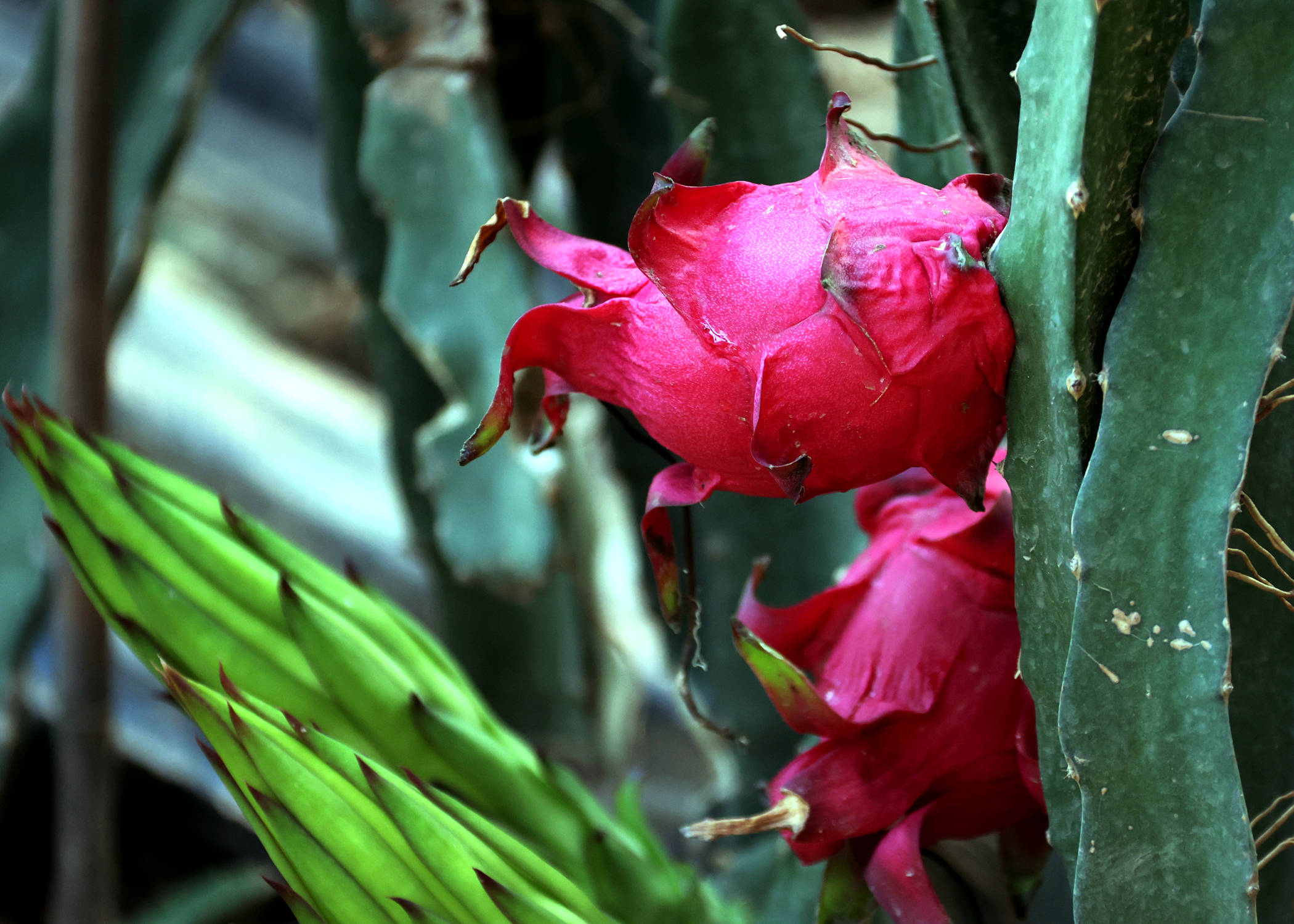 大荔引种南方红心火龙果亩产上万斤